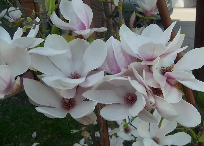 Farm Agriturismo La Borgaccia مزرعة للإقامة *