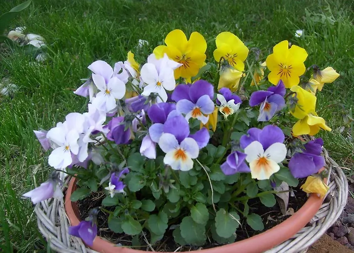 Farm Agriturismo La Borgaccia *