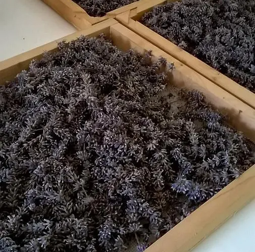 مزرعة للإقامة Farm Agriturismo La Borgaccia