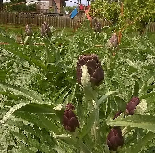 مزرعة للإقامة Farm Agriturismo La Borgaccia *