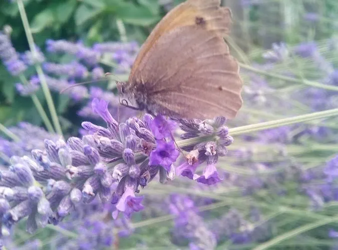 Farm Agriturismo La Borgaccia