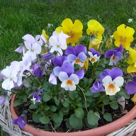 Farm Agriturismo La Borgaccia *