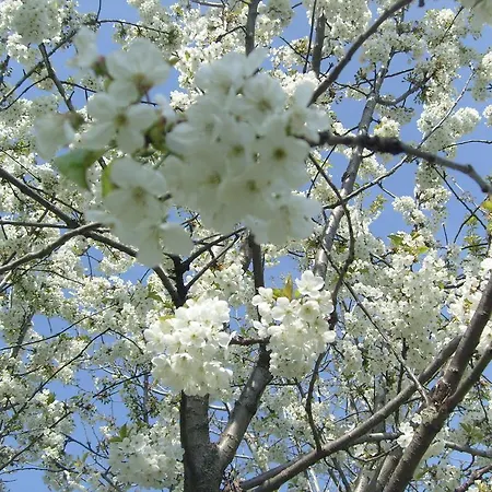 Farm Agriturismo La Borgaccia Baiso
