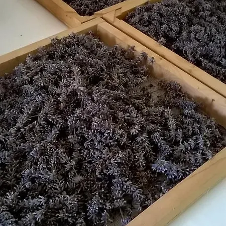 Κατάλυμα σε φάρμα Farm Agriturismo La Borgaccia