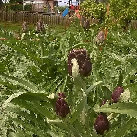 Farm stay Farm Agriturismo La Borgaccia *