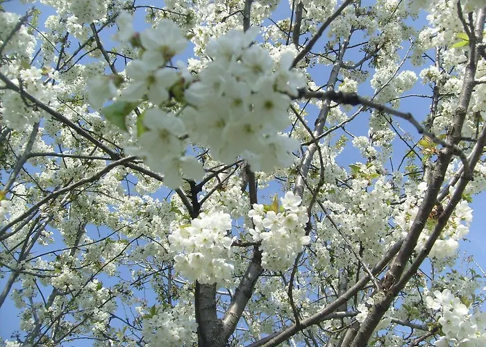 Farm Agriturismo La Borgaccia Baiso
